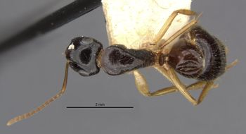 Media type: image;   Entomology 22949 Aspect: habitus dorsal view